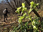 10 Ellebori verdi (Helleborus viridis) sul sent. 571 di salita da Roncola al Linzone